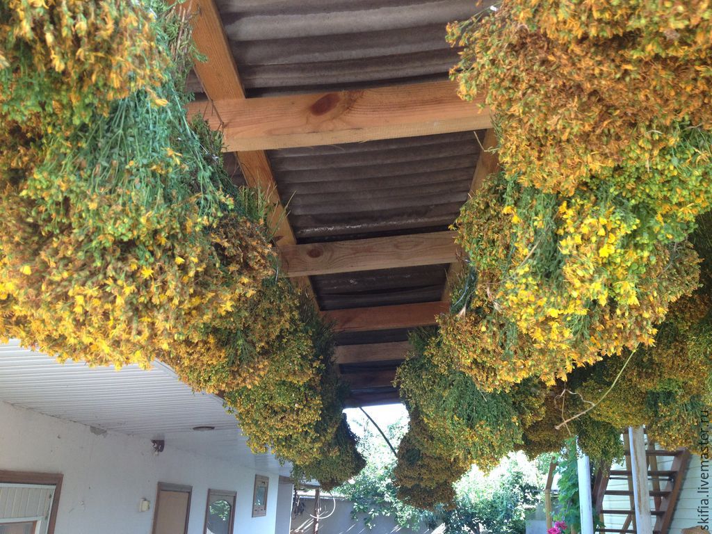 9c80305c722fa356bf5fabca0aoj--fen-shuj-i-ezoterika-buket-zveroboya